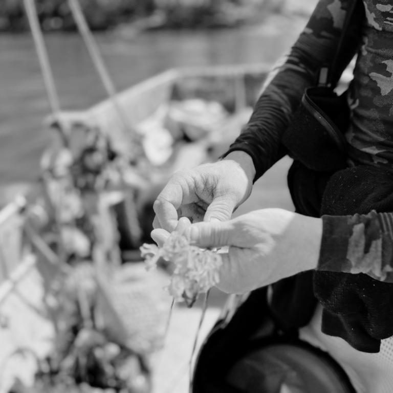 Carma - biodeiversity kelp planing in Canada